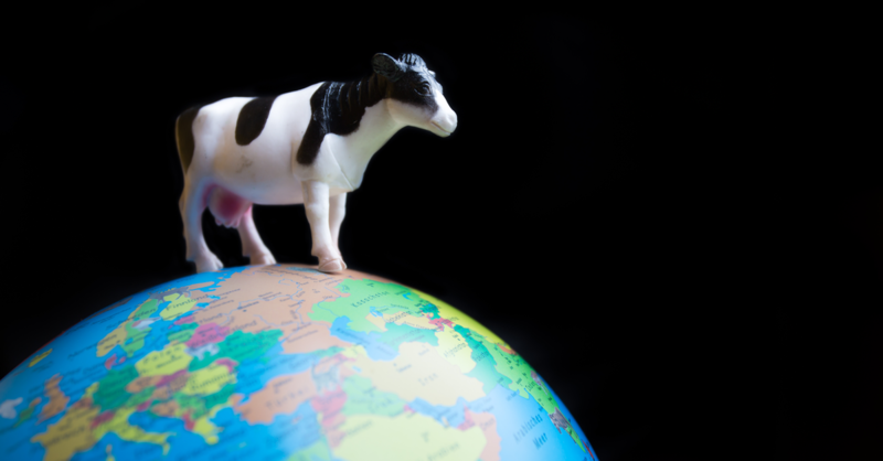 a cow stands on the earth